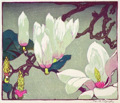 Magnolia, c.1925 by Mabel Royds